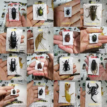 Gerçek Böcek Örnekleri Ayrı Ayrı Paketlenmiş Altın Ağustosböceği Kaplumbağa Mantis Uzun boynuzlu Kırkayak Böceği Örneği Öğretim Biliş